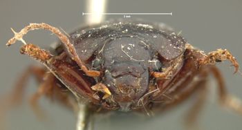 Media type: image;   Entomology 7390 Aspect: head frontal view